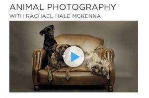 CreativeLIVE - Rachael Hale McKenna - Animal Photography