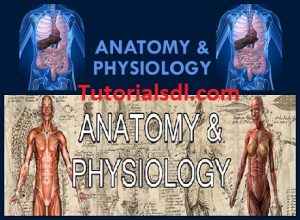Anatomy And Physiology 2013 [MP4+PDF+iOS]